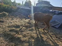 母牛, Cattle — 照片 1