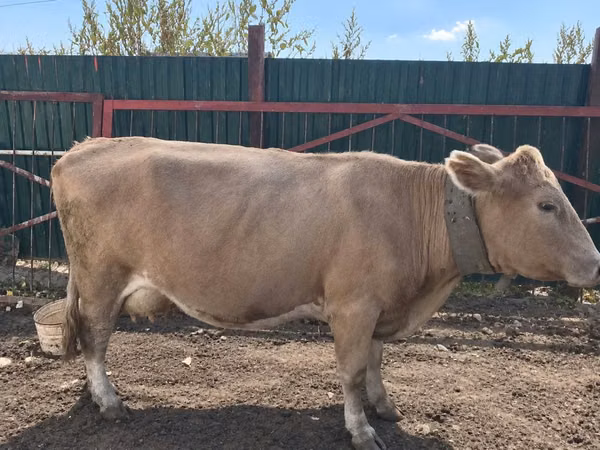 गाय, Latvian Blue cattle — कज़ाखस्तान