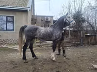 公马, Horses — 照片 2