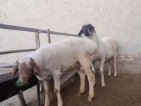 Ziegenbock, Ziegen — Foto 5