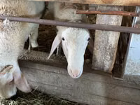 Carnero, Assaf sheep — foto 2