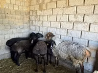 كبش, الأغنام — الصورة 1