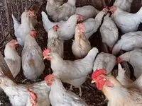 Chickens — Foto 5