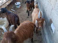 Cabra, Cabras — foto 4