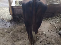 Qoramol (partiya, jinsi ko‘rsatilmagan), Russian Black pied cattle — 7-rasm