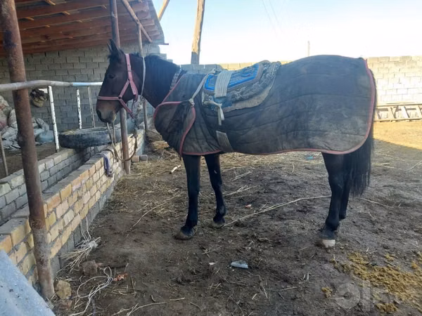 Hengst, Karabakh horse
