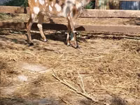 母山羊, Nubian Goat — 照片 1