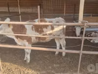 Buqa, Simmental cattle — 5-rasm