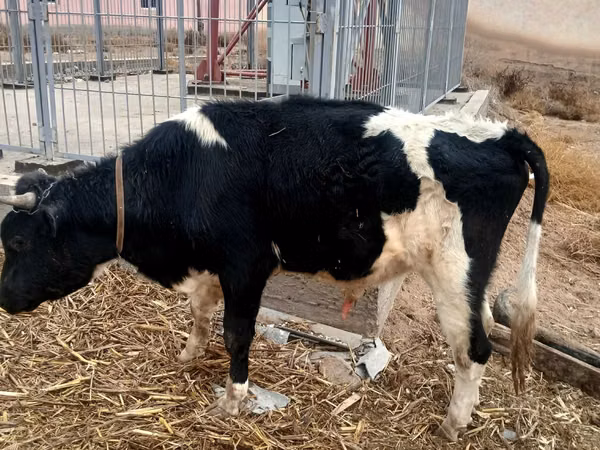 ثور, Russian Black pied cattle