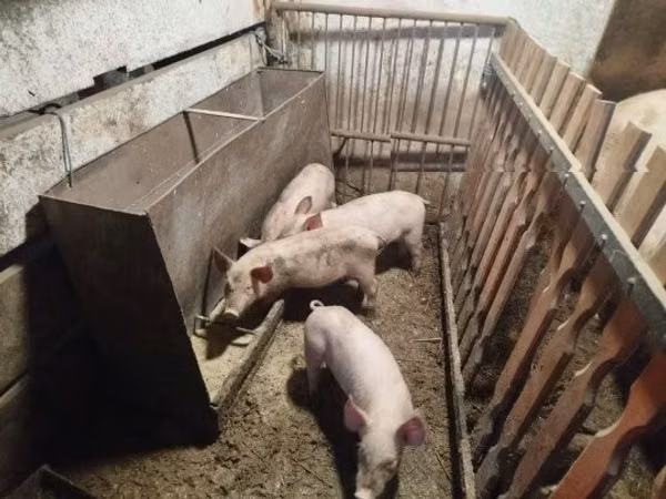 Schweine (Partie, Geschlecht nicht angegeben), 