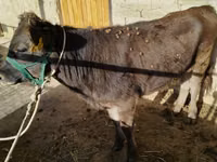 公牛, Russian Black pied cattle — 照片 2