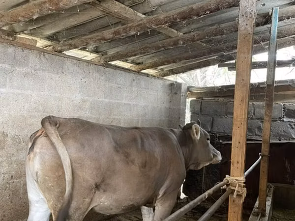 母牛, Swiss cattle — 吉尔吉斯斯坦