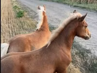 Бие, Haflinger — 3-сурет