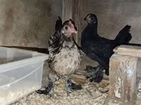 Japanisches Bantam — Foto 5