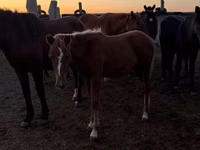 حصان, الخيول — الصورة 4