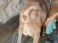 عنزة, Saanen goat — الصورة 8