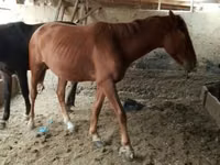 Horse (M), Horses — photo 2