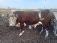 Bulle, Weißkopfige Ukrainische — Foto 1