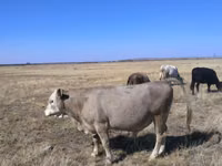 公牛, Swiss cattle — 照片 1