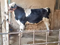 ثور, Simmental cattle — الصورة 6