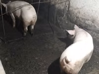 Säue, Schweine — Foto 2
