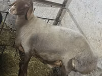 Ram, Sheep — photo 1