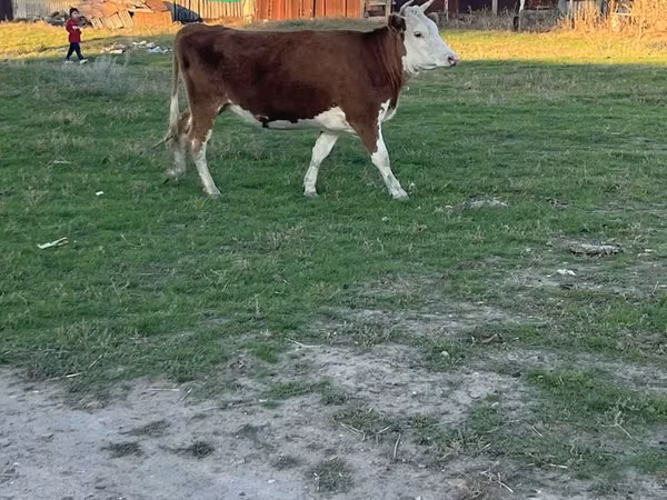 गाय, कजाख़स्तानी सफेद सिर वाली गाय — कज़ाखस्तान
