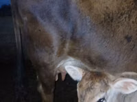 母牛, Cattle — 照片 6
