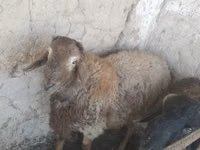 كبش, الأغنام — الصورة 2