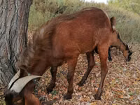 Ziegenbock, Nubian Goat — Foto 2
