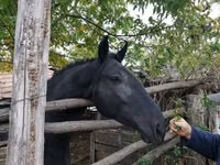 Stute, Nonius horse — Foto 4
