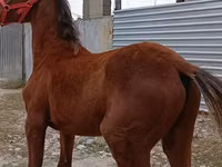 Hengst, Budyonny horse — Foto 4