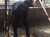 Kuh, Kasachische Weißkopfkuh — Foto 2