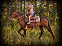 घोड़ी, Quarter Horse — फ़ोटो 1