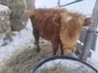 Toro, Highland — foto 3