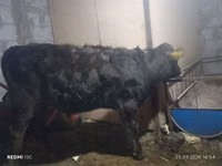 公牛, Aberdeen-Angus — 照片 1