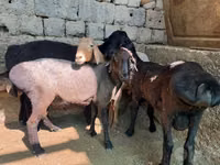 Carnero, Rhon sheep — foto 4
