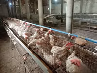 Chickens — الصورة 2