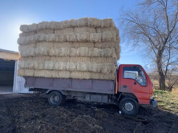 Салома с доставкой любой количества