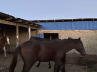Caballos (lote, sexo no especificado), Caballos — foto 2