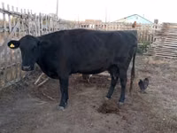 गाय, Latvian Blue cattle — फ़ोटो 2