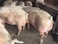 Schweine (Partie, Geschlecht nicht angegeben) — Foto 5