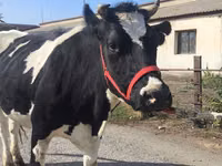 Kuh, Russian Black pied cattle — Foto 1