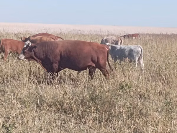 公牛, Swiss cattle — 哈萨克斯坦