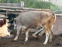 母牛, Simmental cattle — 照片 1