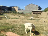 母山羊, Goats — 照片 1