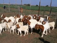 山羊（批次，未指定性别）, Boer goat — 照片 1