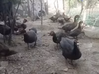 家养麝香鸭 — 照片 8
