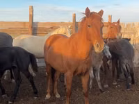 Бие, Horse breed — 1-сурет