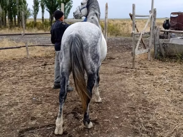 Aygʻir, Friesian sport horse